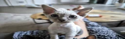 Devon Rex cats for sale: Devon Rex kittens pointed💙blue eyes💙 - Advert 22