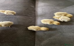 Quail poultry for sale: Beautiful Button Quail Chicks (CPQ, King) - Image 2