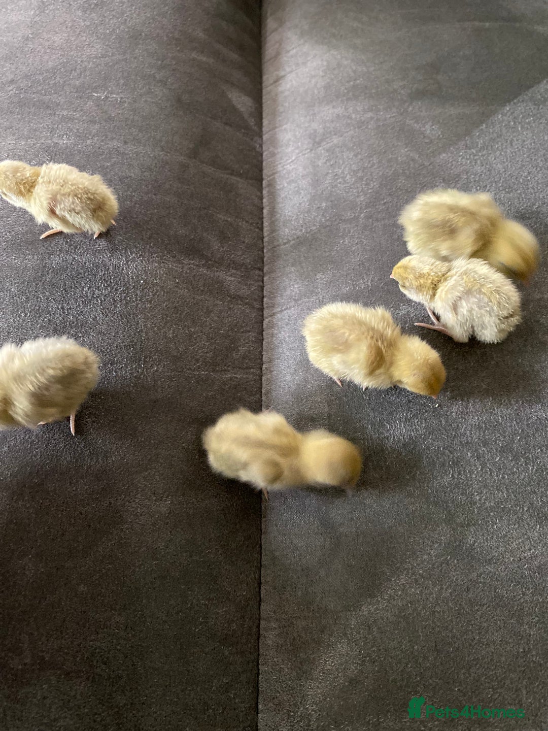 Quail poultry for sale: Beautiful Button Quail Chicks (CPQ, King) - Image 2