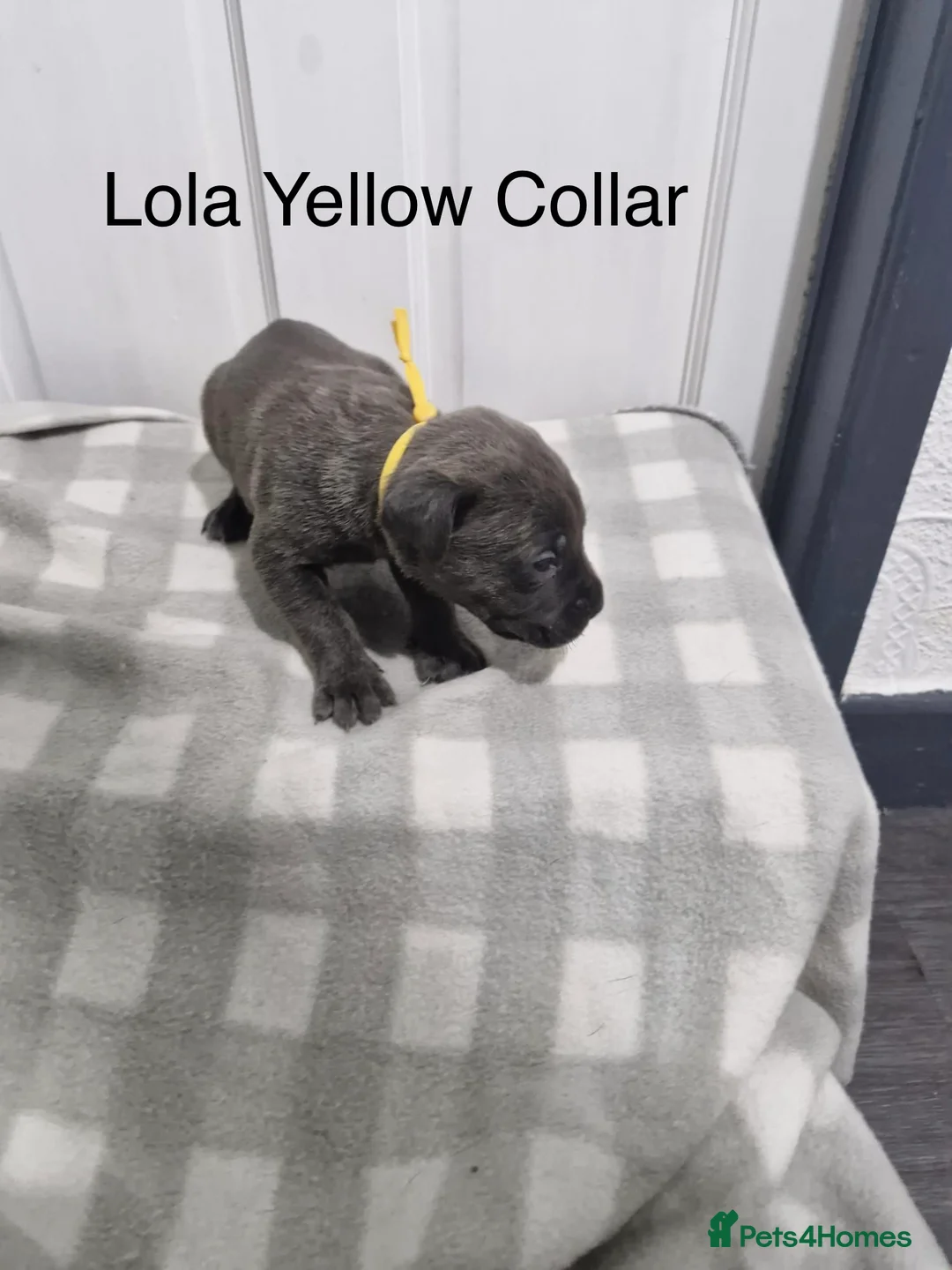 Cane Corso dogs for sale: 10 Adorable Cane Corso Puppies  in Wigan - Advert 6
