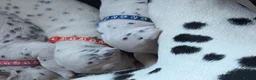 Dalmatian dogs for sale: Pedigree KC Registered Puppies - Advert 7
