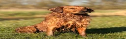 Golden Retriever dogs for sale: ✨Due✨ Health tested, KC working golden retrievers - Advert 3