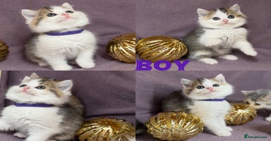 British Shorthair cats - Advert 11