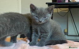 Russian Blue cats for sale: Russian blue kittens  - Image 8