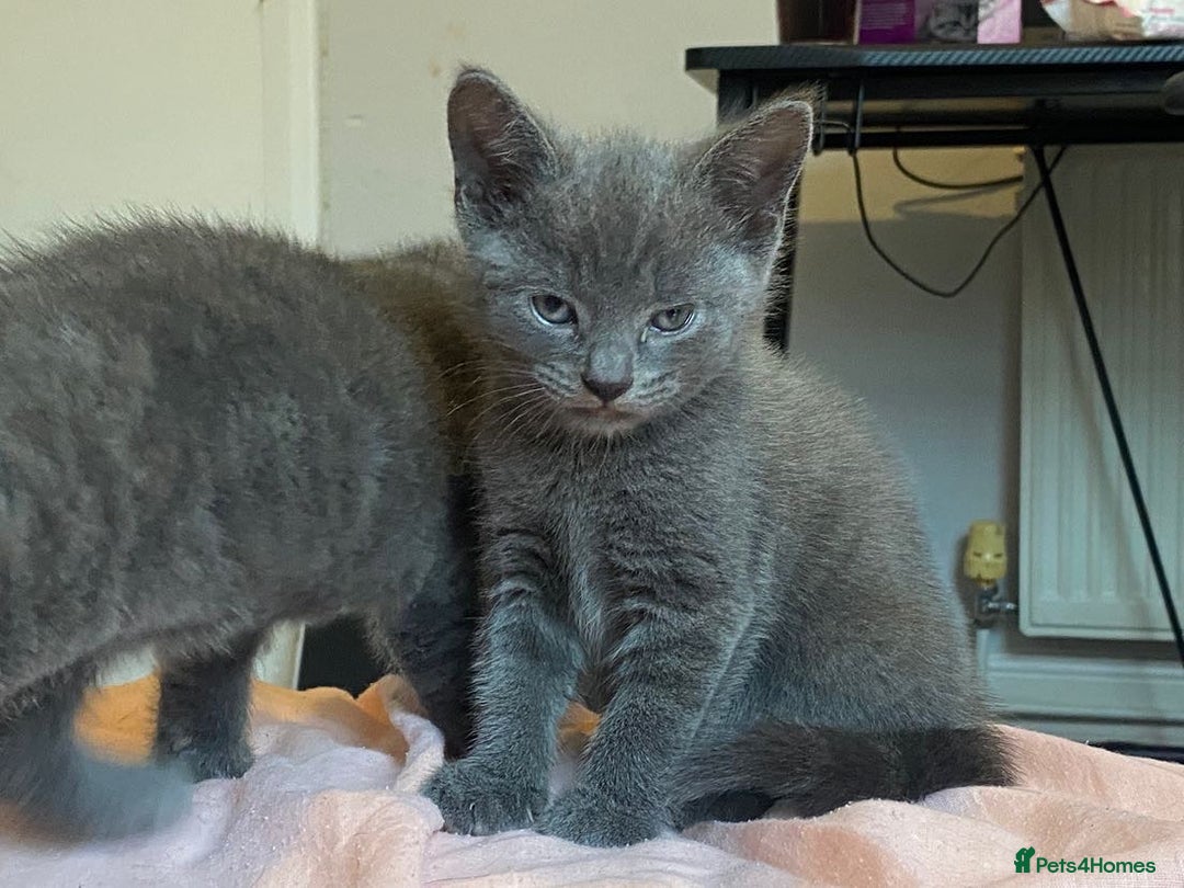 Russian Blue cats for sale: Russian blue kittens  - Image 8