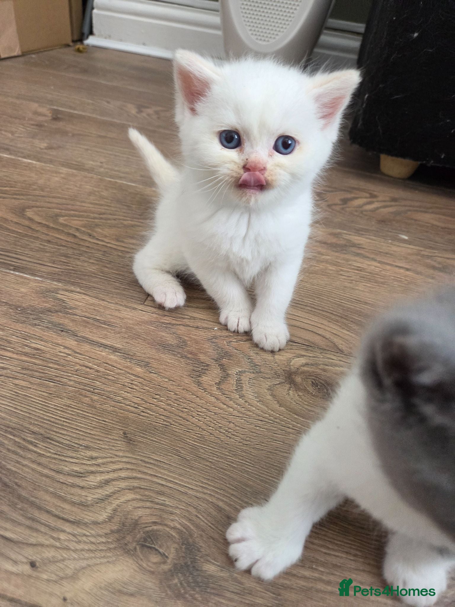 Mixed Breed cats Cute fluffy Persian kittens 😸 💖  - Advert 1