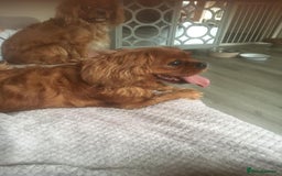 Cavalier King Charles Spaniel dogs for sale: Puppies for sale  - Image 1