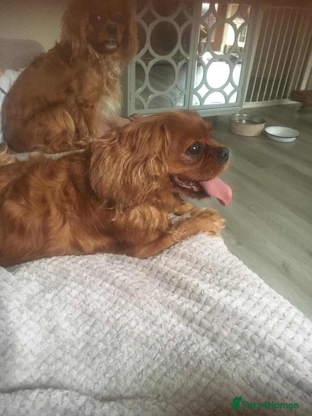 Cavalier King Charles Spaniel dogs for sale: Puppies for sale  - Image 1