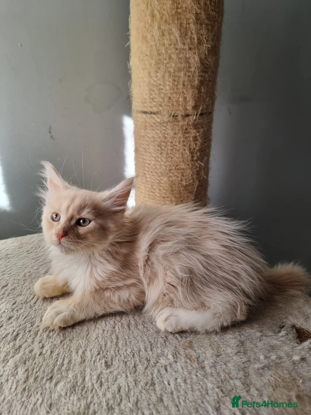 Maine Coon cats for sale: 2 litters of Maine Coon - Advert 12