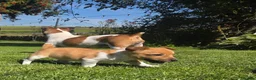 Jack Russell dogs for sale: Legally Docked Miniature Jack Russel Bitch Pup in Colne - Advert 7