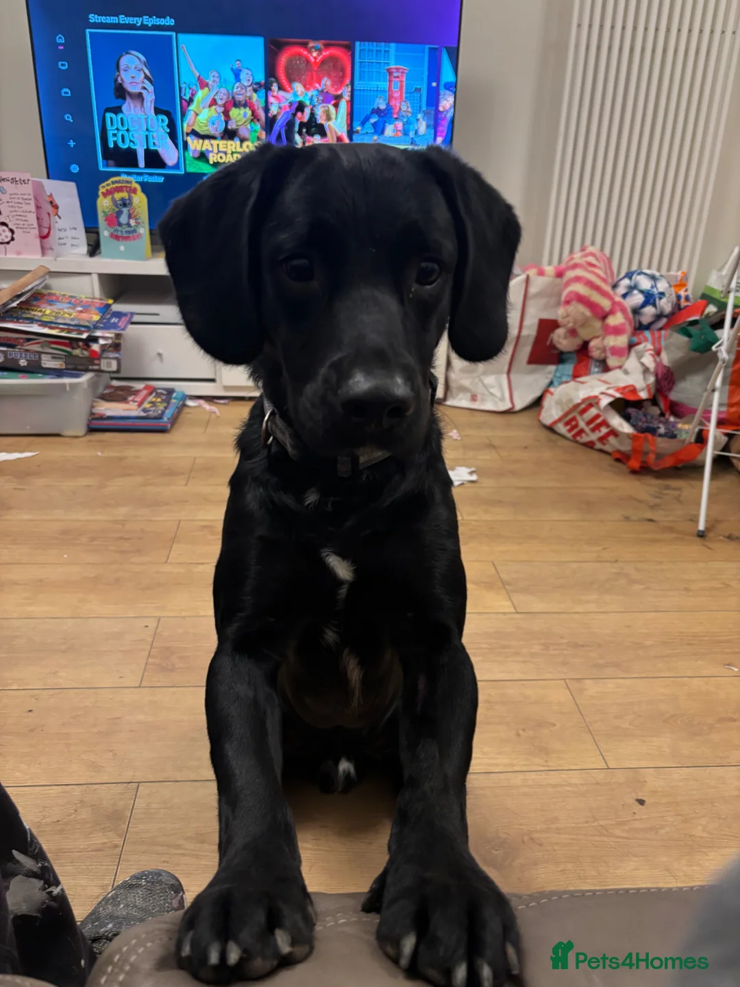 Springador dogs for sale: Springador in Bedford - Advert 1