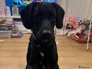 Springador dogs Springador - Advert 3