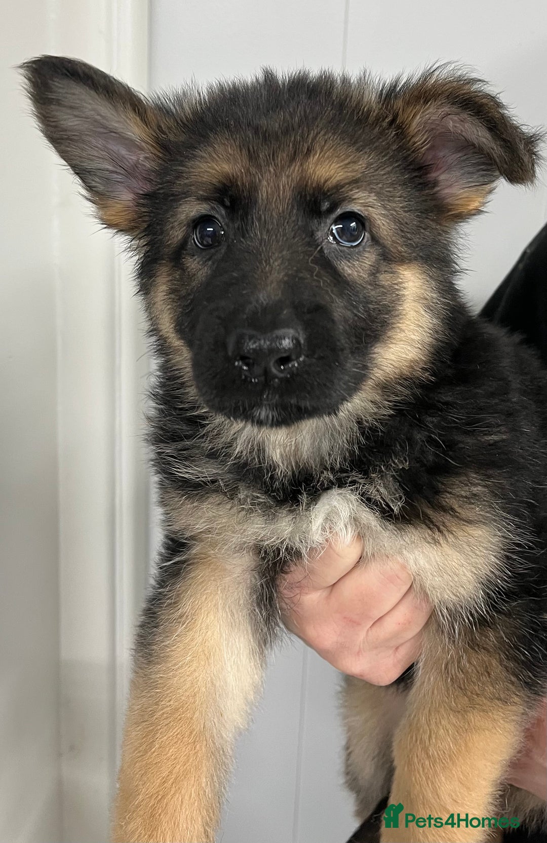 German Shepherd dogs for sale: Gorgeous pure German Shepherd Puppies  - Advert 9