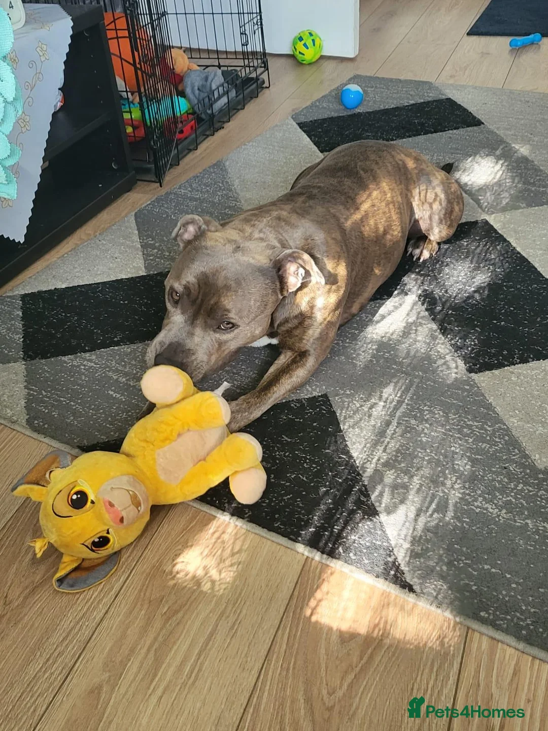 Staffordshire Bull Terrier dogs for stud: Staffordshire - Advert 2