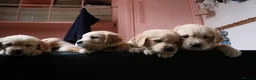 Golden Retriever dogs for sale: LITTLE BUNS - Advert 31