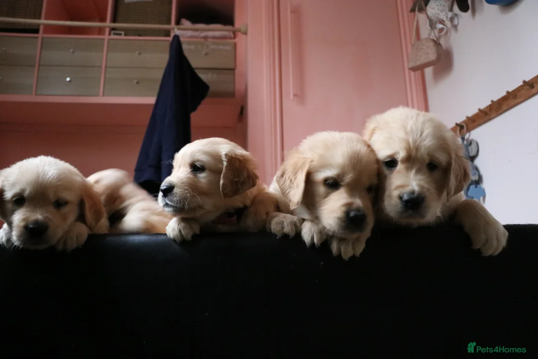 Golden Retriever dogs for sale: LITTLE BUNS - Advert 31