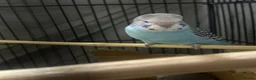 Budgerigars birds for sale: Semi Tamed Baby Budgies for sale  - Advert 3