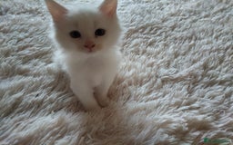 Maine Coon cats for sale: Maine coon kittens for sale  - Image 3