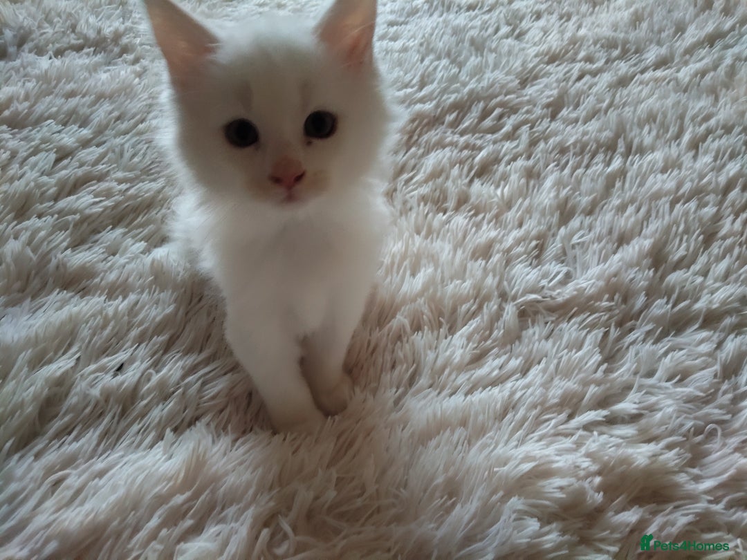 Maine Coon cats for sale: Maine coon kittens for sale  - Image 3