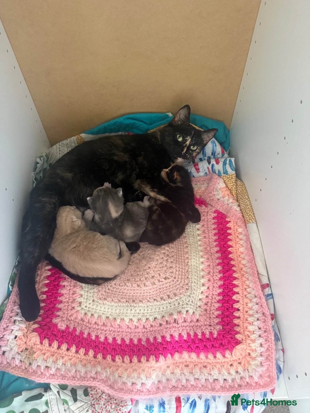 Domestic Shorthair cats for sale: Two female shorthair kittens  - Image 6