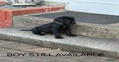 Labrador Retriever dogs in Lanark - Advert 2