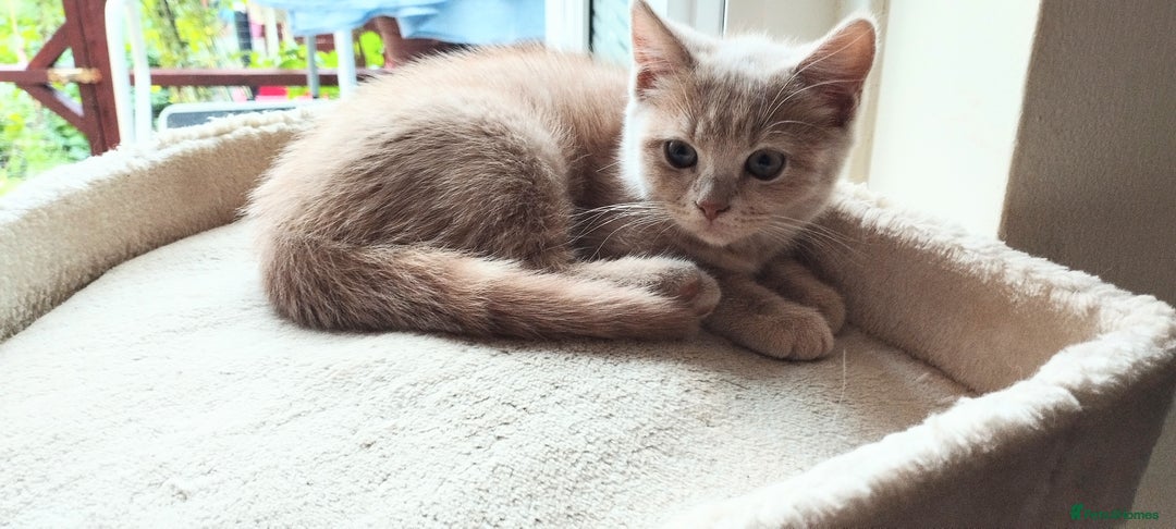 Mixed Breed cats for sale: Two girls looking for nome - Image 6