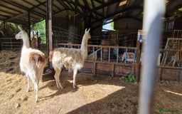 Llama livestock for sale: Free 3 female 2 male - Image 1