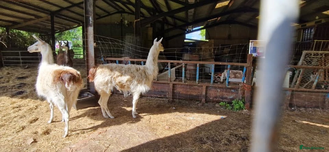 Llama livestock for sale: Free 3 female 2 male - Image 1