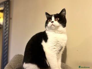 British Shorthair cats GCCF Pedigree Kittens - Castrated and ready now - Advert 7