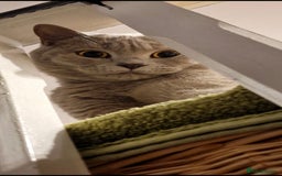 British Shorthair cats for sale: Adult British Short Hair male for adoption  - Image 4