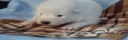 Samoyed dogs for sale: Bundle of joy and fluff  - Advert 3
