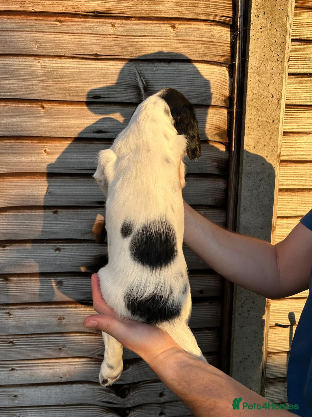 English Springer Spaniel dogs for sale: Male FTCh Sired ESS Puppy ready for forever homes - Advert 30