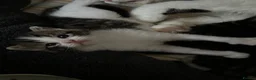 Mixed Breed cats for sale: Beautiful & Bonnie Boys & Mumma - Advert 17