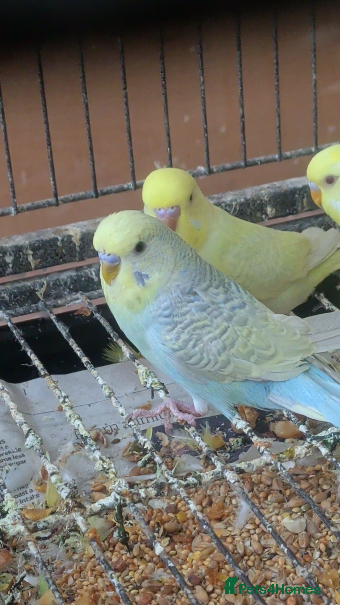 Budgerigars birds 🐦 Beautiful Baby Budgies Available! - Advert 2