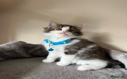 Turkish Angora cats for sale: Turkish Angora/Persian Chanchilla kittens for Sale - Image 5