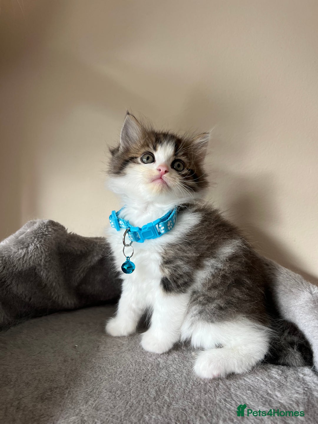 Turkish Angora cats for sale: Turkish Angora/Persian Chanchilla kittens for Sale - Image 5