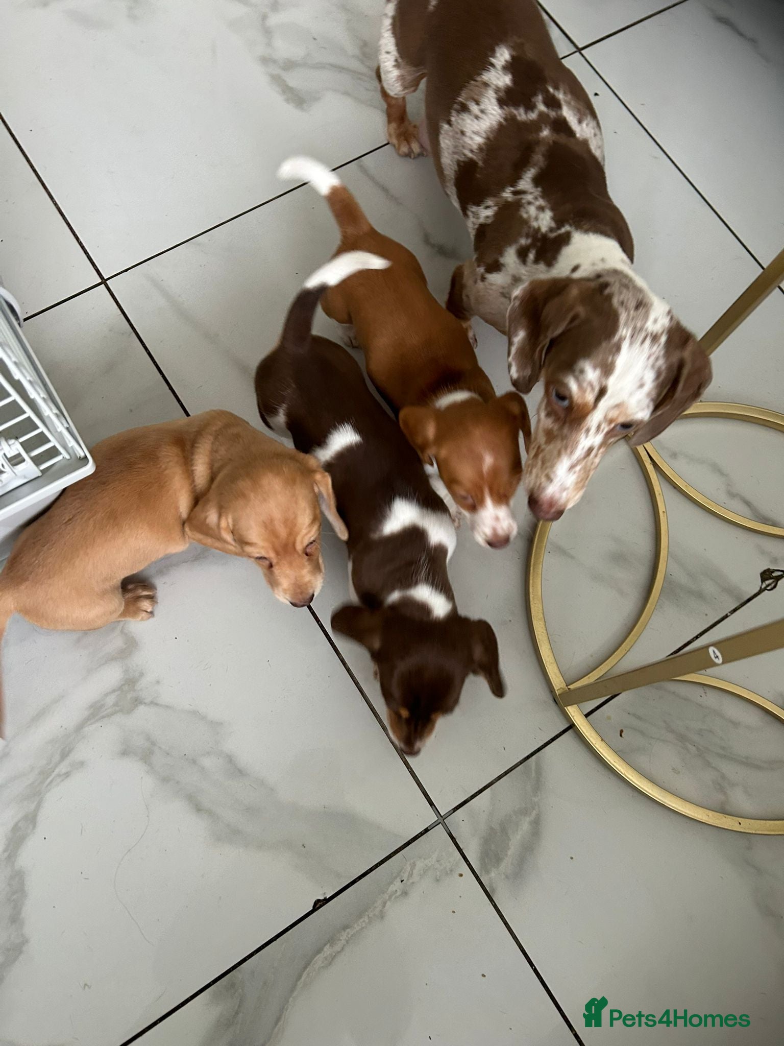 Miniature Dachshund dogs Adorable Miniature Dachshund puppies - Advert 9