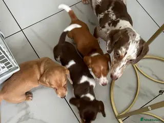 Miniature Dachshund dogs Adorable Miniature Dachshund puppies - Advert 9