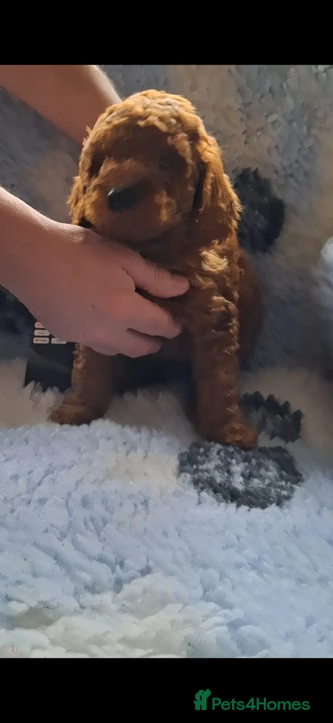 Toy Poodle dogs for sale: Deep red KC registered Toy Poodle puppies - Advert 2
