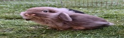 French Lop rabbits for sale: Beautiful French lops available - Advert 2