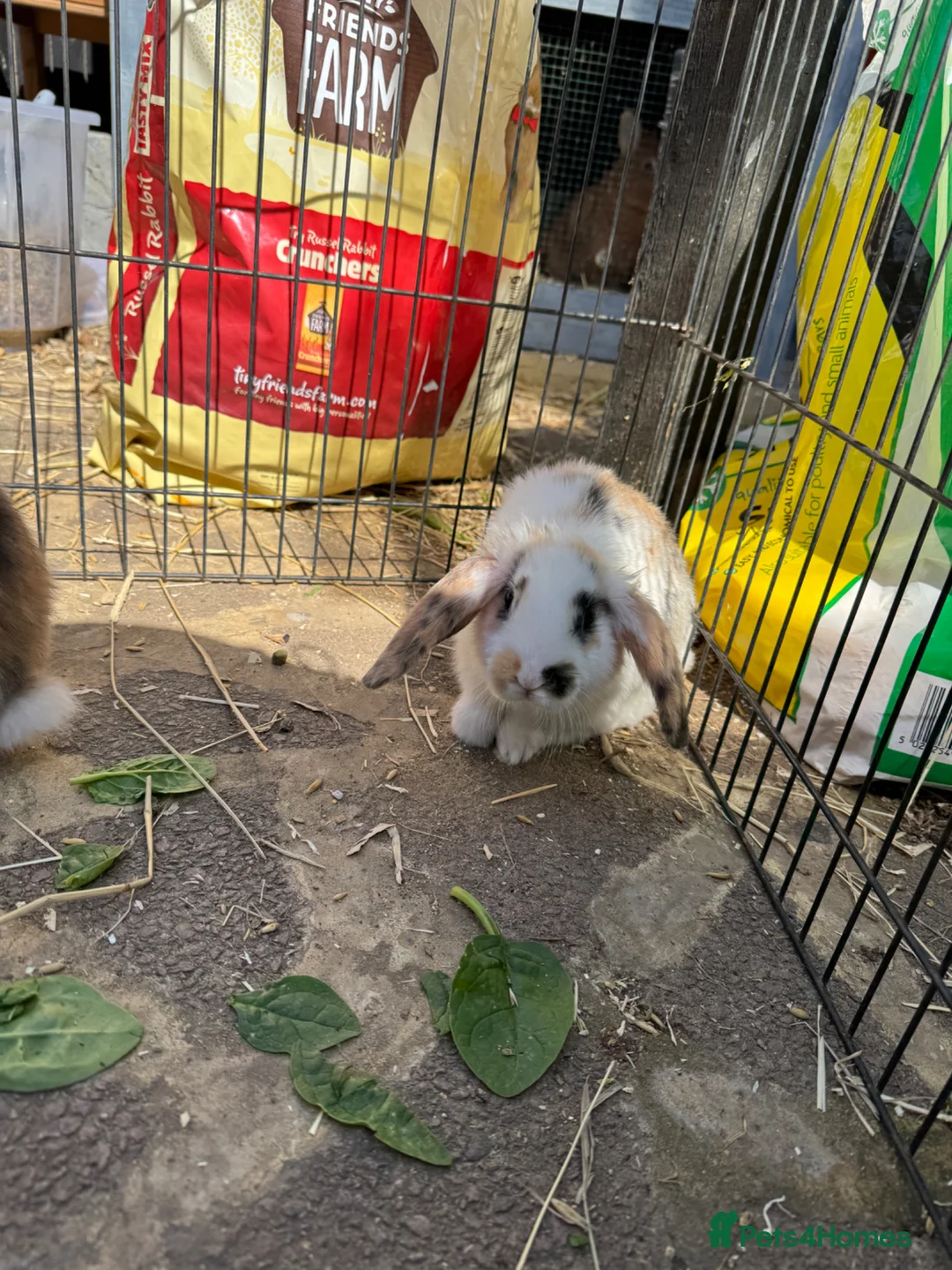 Mixed Breed rabbits for sale: Baby Rabbits - Advert 9