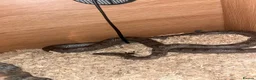 Corn Snake reptiles for sale: Beautiful Moon Grey Corn Snake and vivarium - Advert 3