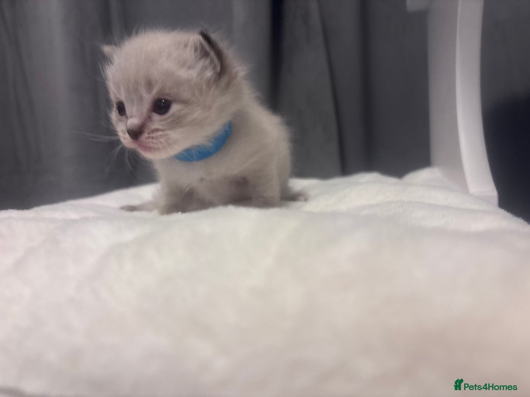 Ragdoll cats for sale: Gorgeous pedigree Ragdoll kittens  - Image 24
