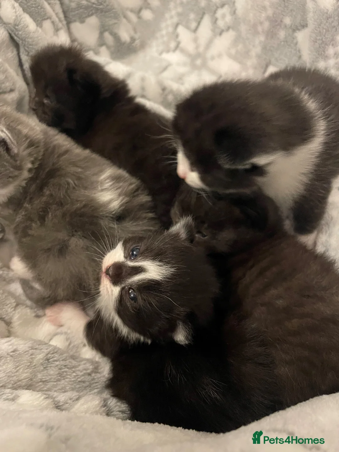Mixed Breed cats for sale: All rehomed! - Advert 4