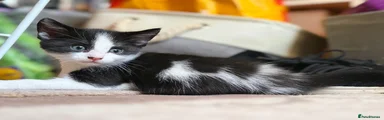 Mixed Breed Kitten 1