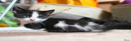 Mixed Breed cats for sale: Adorable black & white boy kittens - ready in 2wks - Advert 39