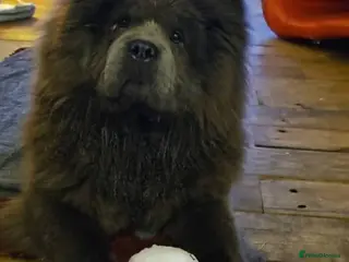 Chow Chow dogs 1 year old cat-loving chowchow - Advert 3