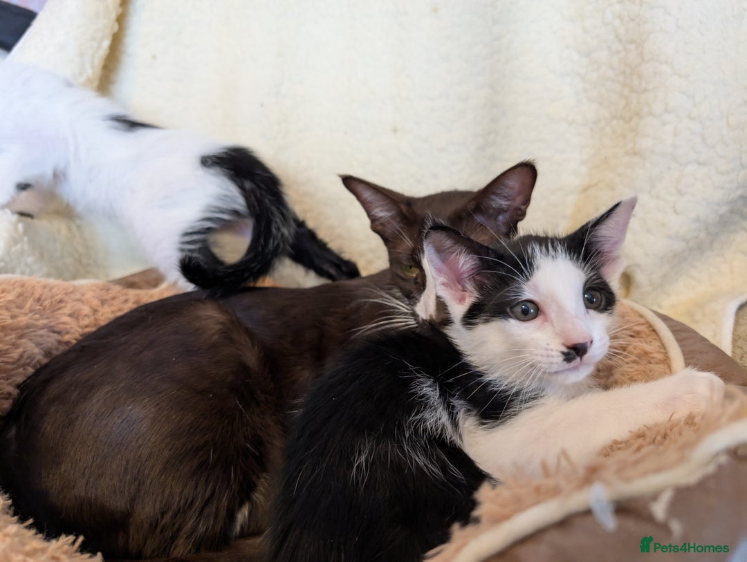 Oriental cats for sale: Orientals for sale  - Image 3