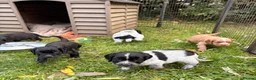 Cocker Spaniel dogs for sale: STUNNING WORKING COCKER SPANIEL PUPS - Advert 31