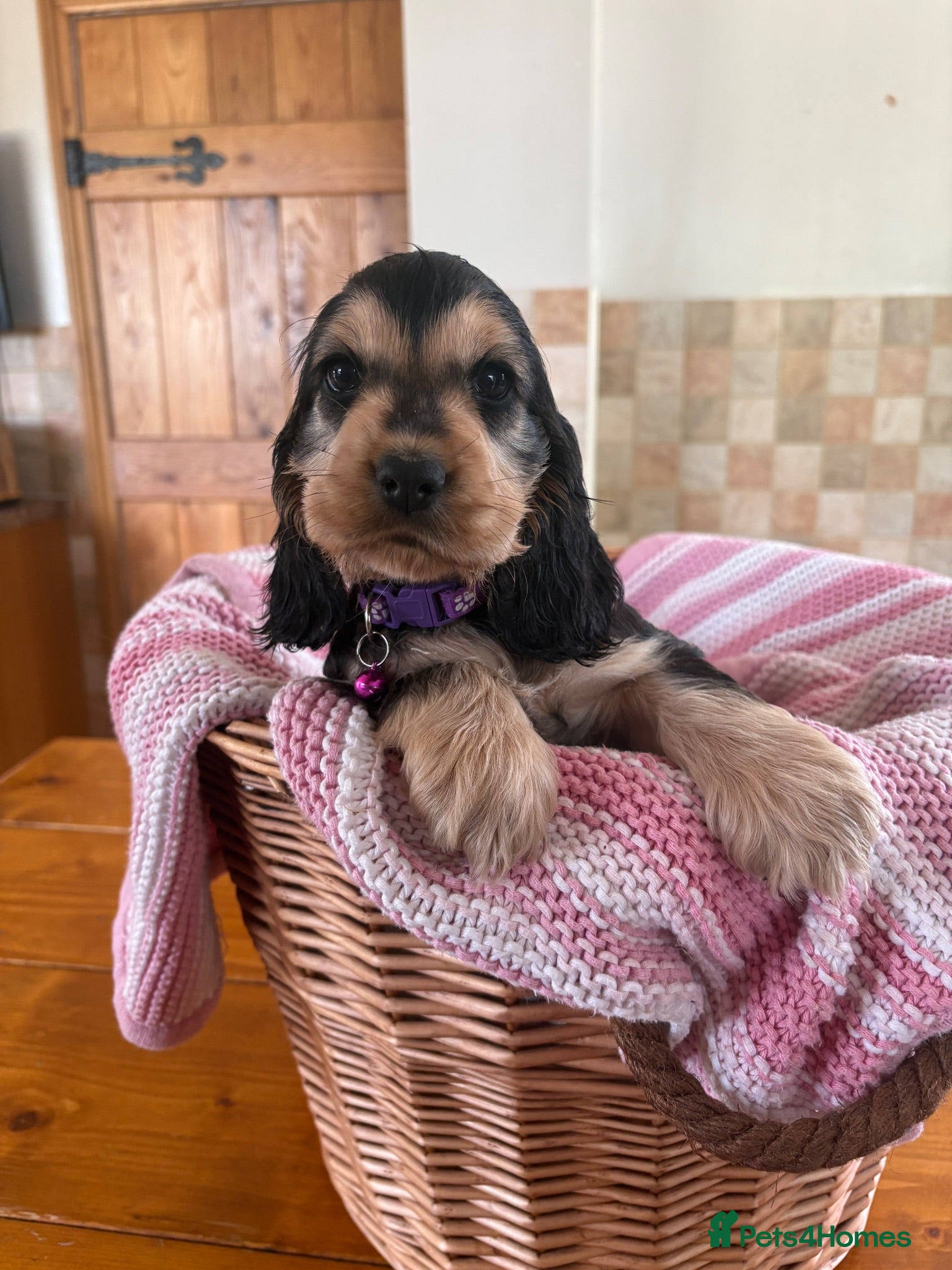 Cocker Spaniel dogs Ready now! Health tested show cocker spaniels - Advert 8